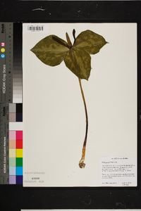 Trillium maculatum image