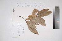 Oxydendrum arboreum image