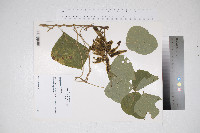 Pueraria montana image