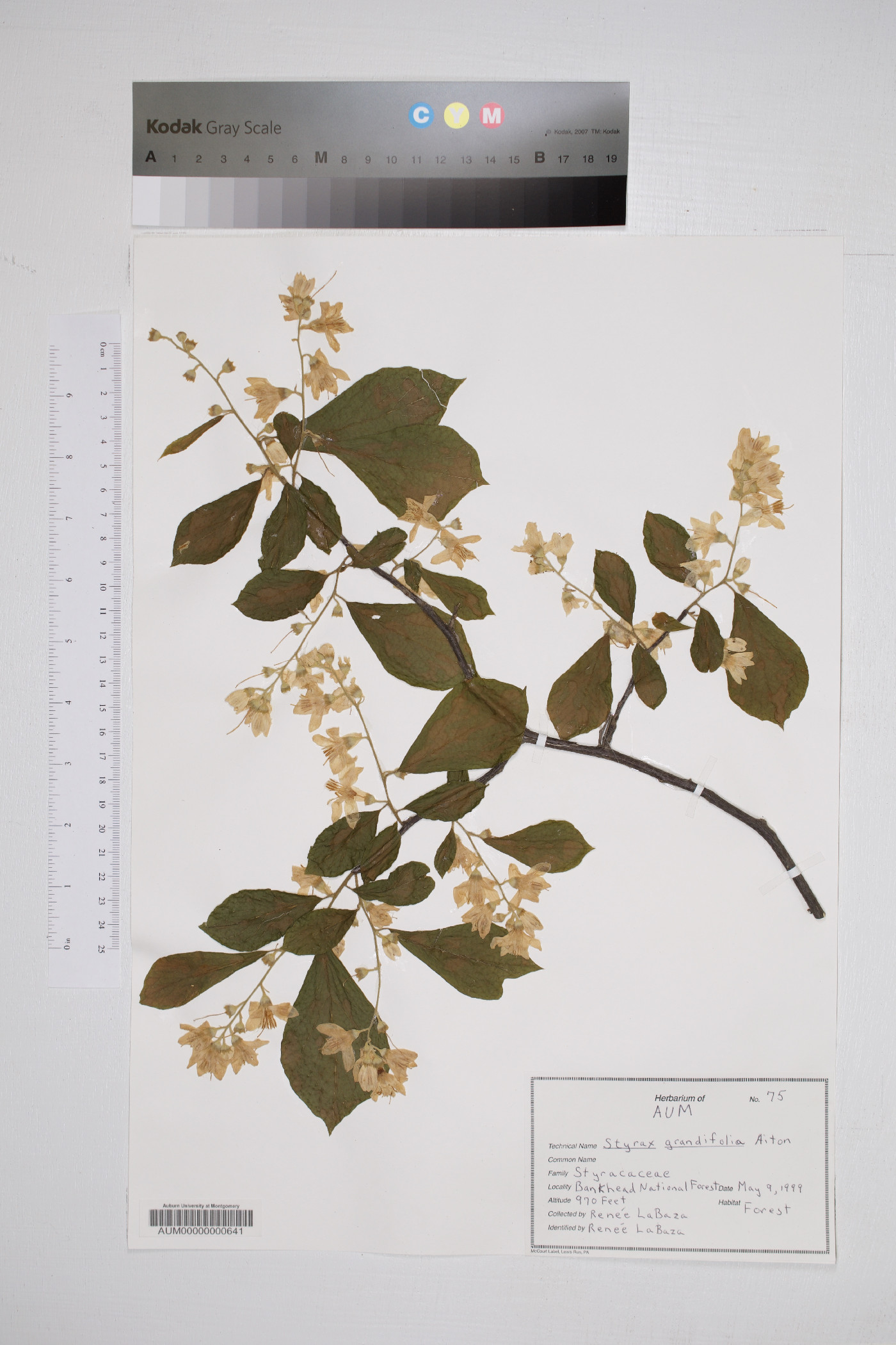 Styrax grandifolius image