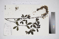 Baptisia alba image