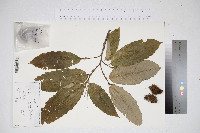 Castanea dentata image