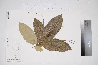 Castanea dentata image