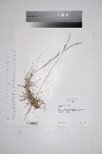 Paspalum notatum image