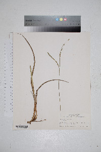 Paspalum floridanum image