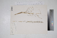 Aristida stricta image