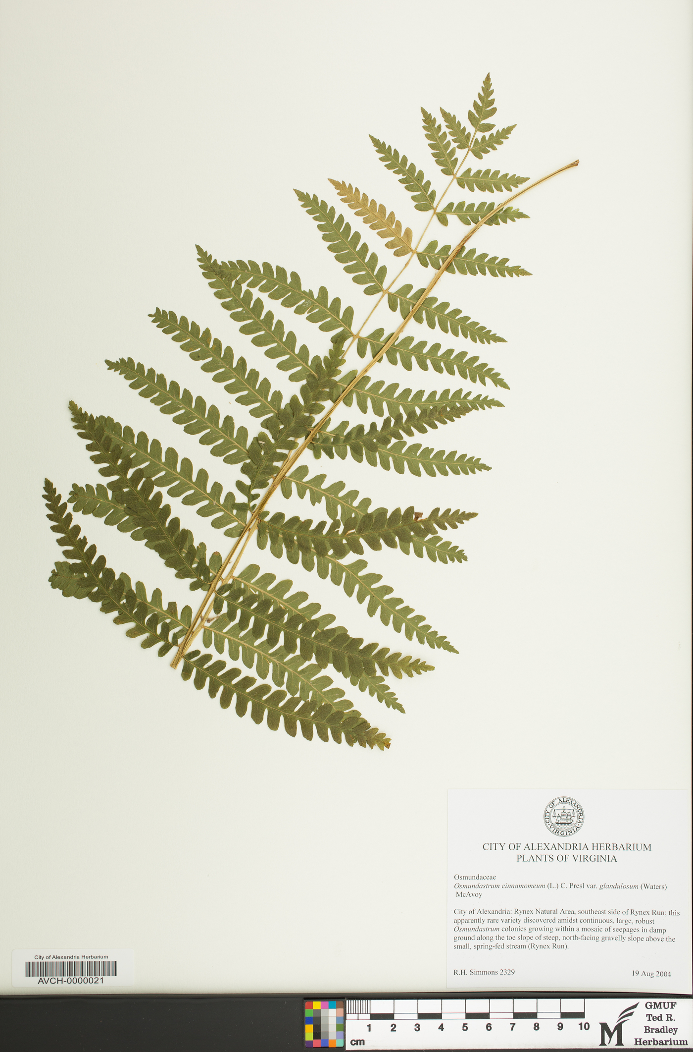 Osmundastrum cinnamomeum var. glandulosum image
