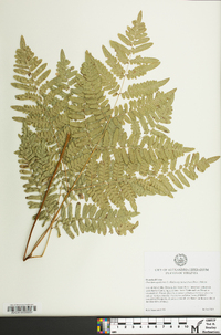 Pteridium aquilinum subsp. latiusculum image