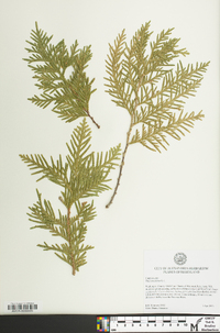 Thuja occidentalis image