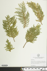 Thuja occidentalis image