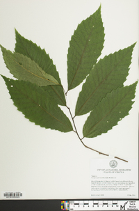 Castanea dentata image