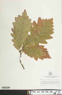 Quercus × beadlei image