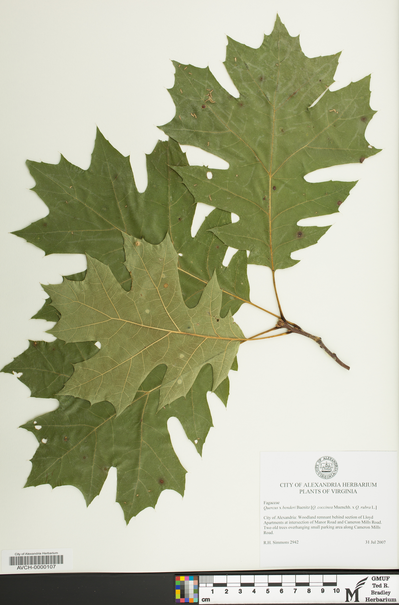 Quercus x benderi image