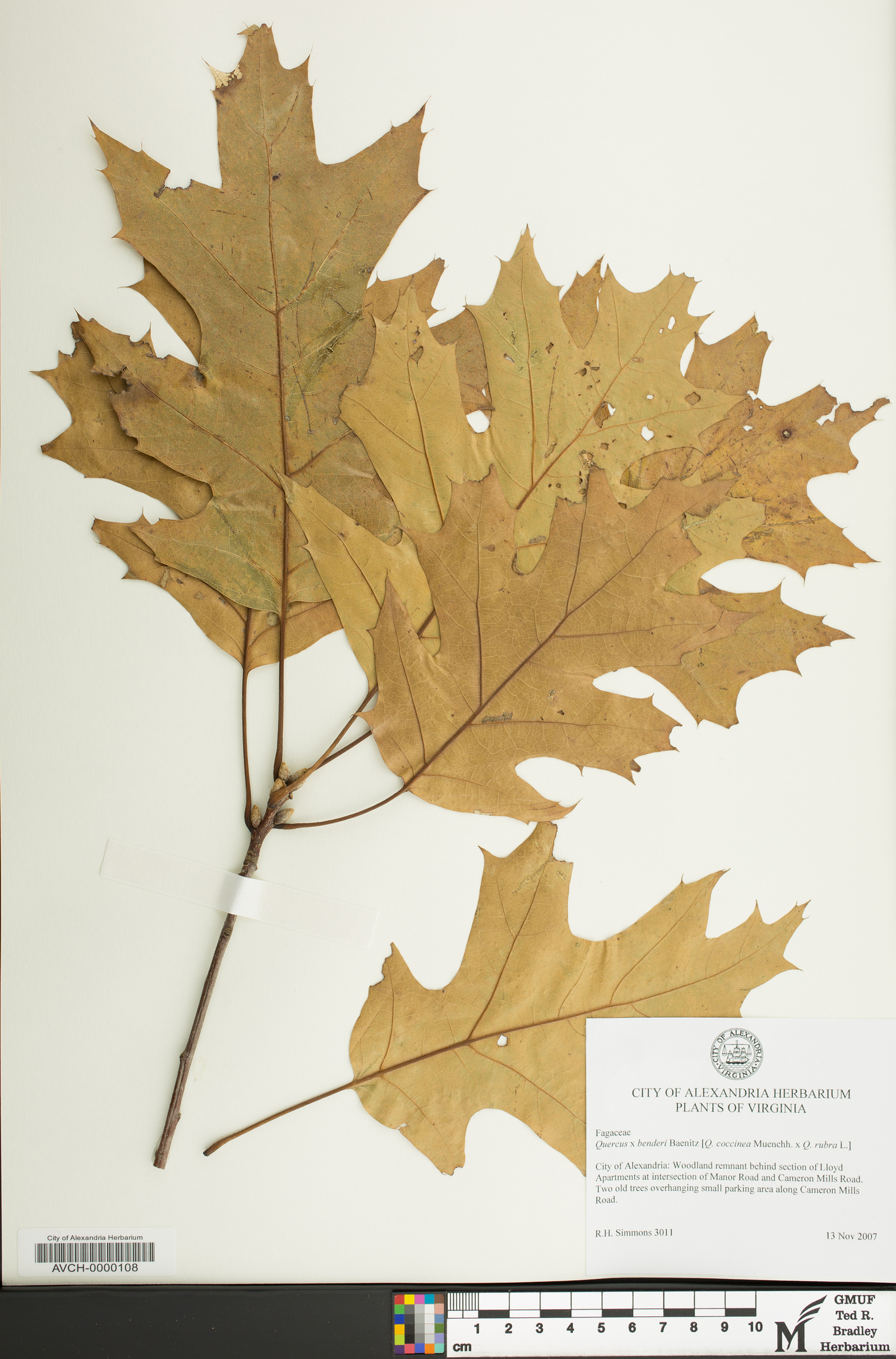 Quercus x benderi image