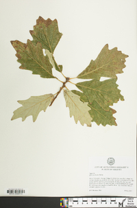 Quercus bicolor image