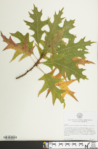 Quercus x columnaris image