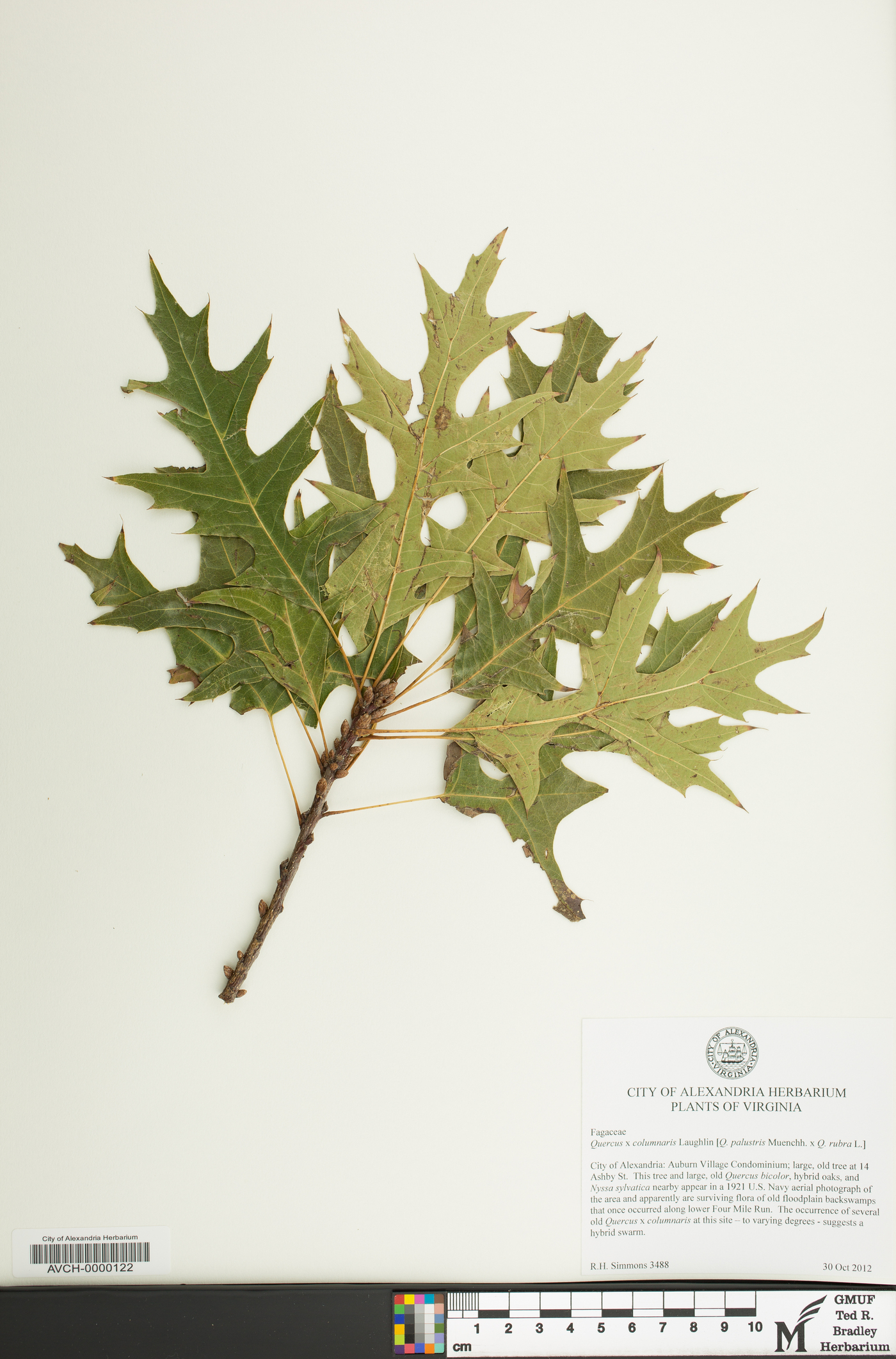 Quercus x columnaris image