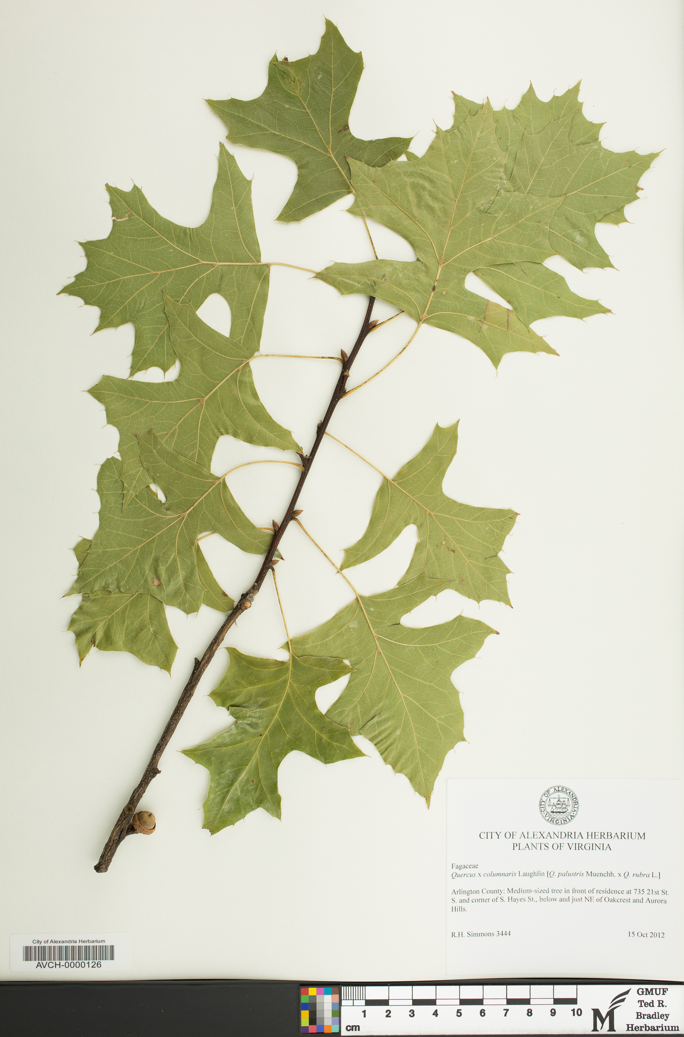 Quercus x columnaris image