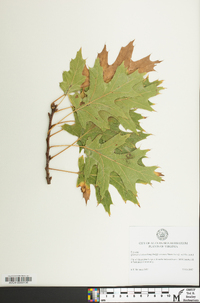 Quercus × fontana image