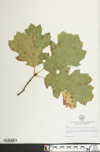 Quercus × fontana image