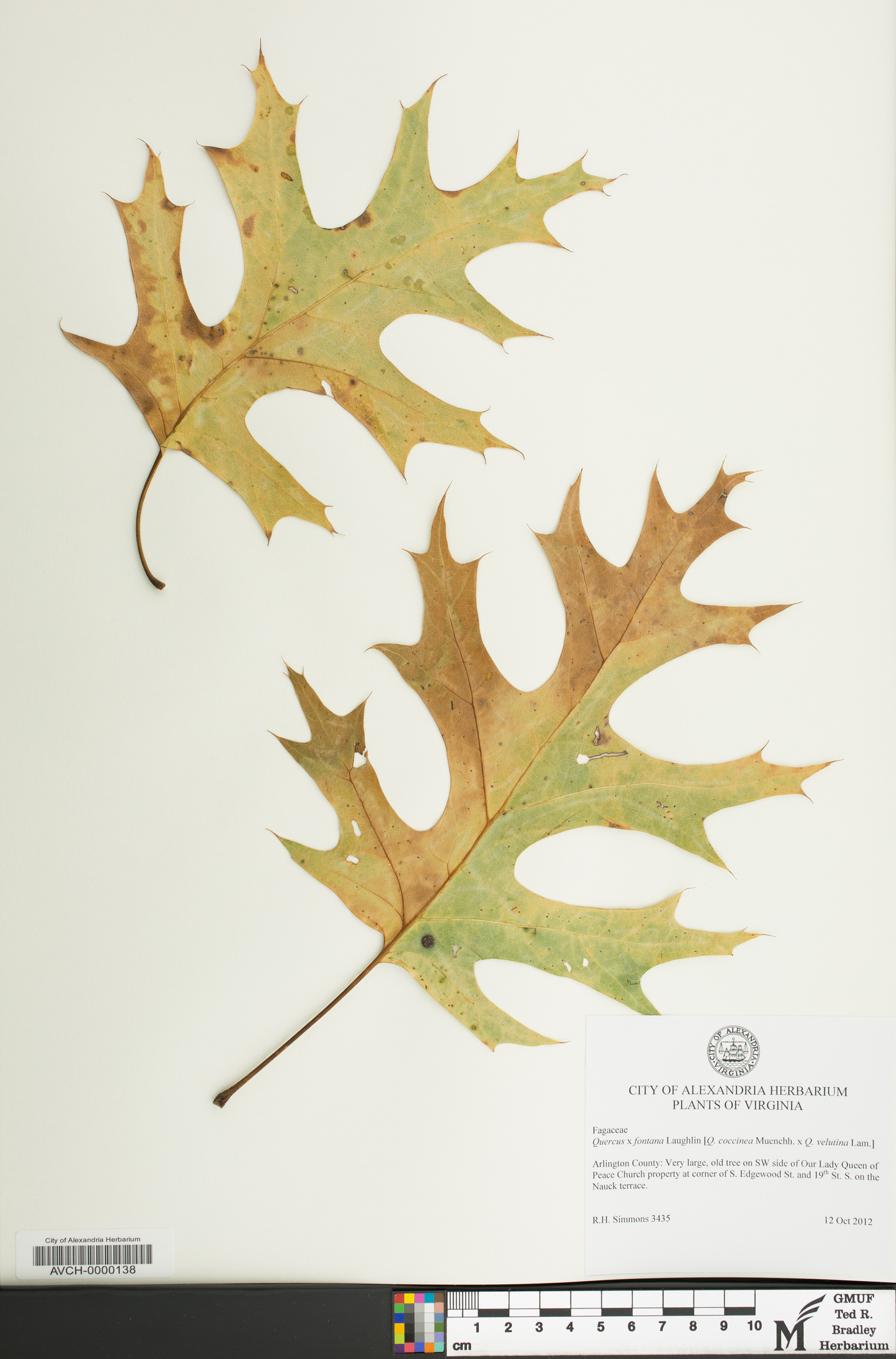 Quercus × fontana image