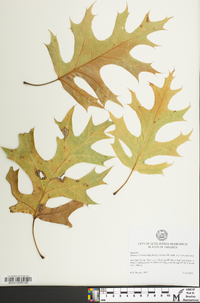 Quercus × fontana image