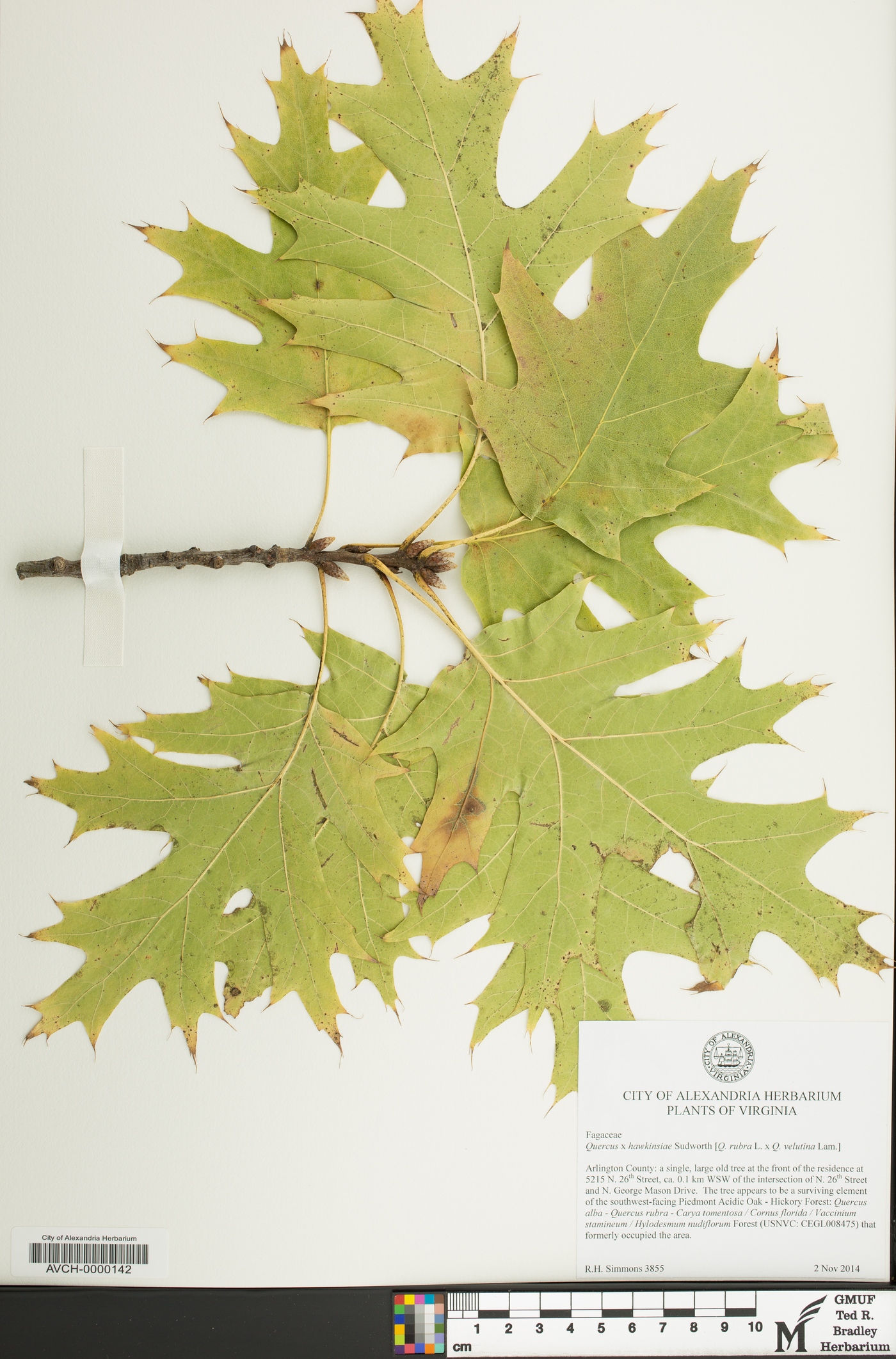Quercus × hawkinsiae image