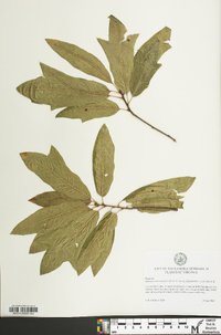 Quercus x heterophylla image