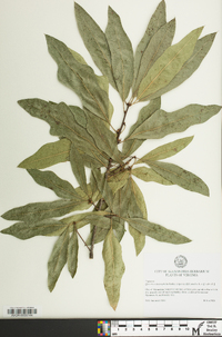 Quercus x heterophylla image