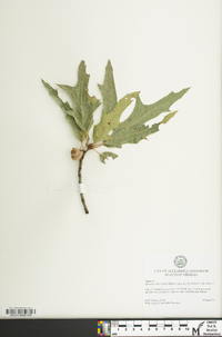 Quercus x heterophylla image