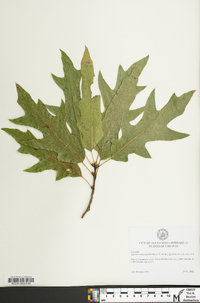 Quercus x heterophylla image