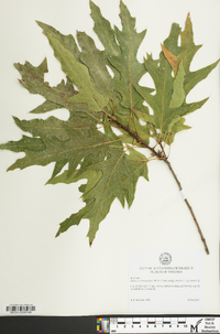 Quercus x heterophylla image