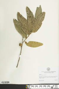 Quercus imbricaria image