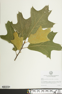 Quercus x incomita image