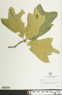 Quercus x incomita image