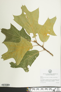 Quercus x incomita image