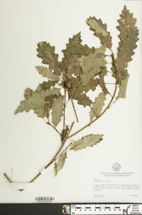 Quercus prinoides image