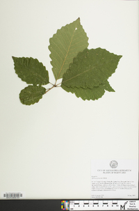 Quercus prinoides image