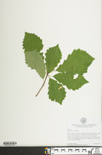 Quercus prinoides image