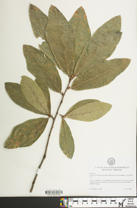 Quercus x rudkinii image