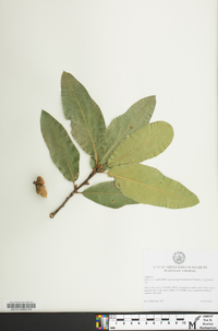 Quercus x rudkinii image