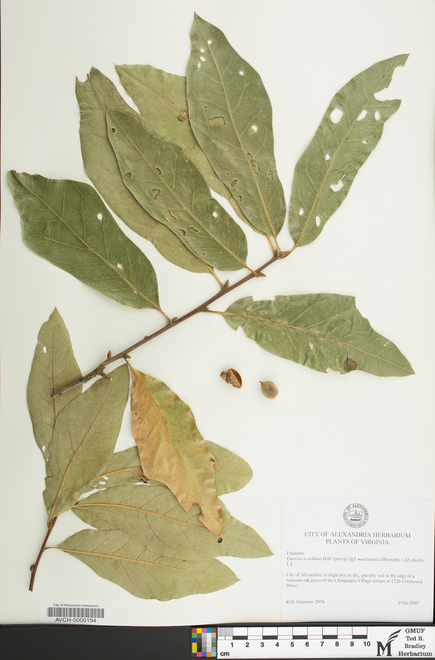 Quercus x rudkinii image