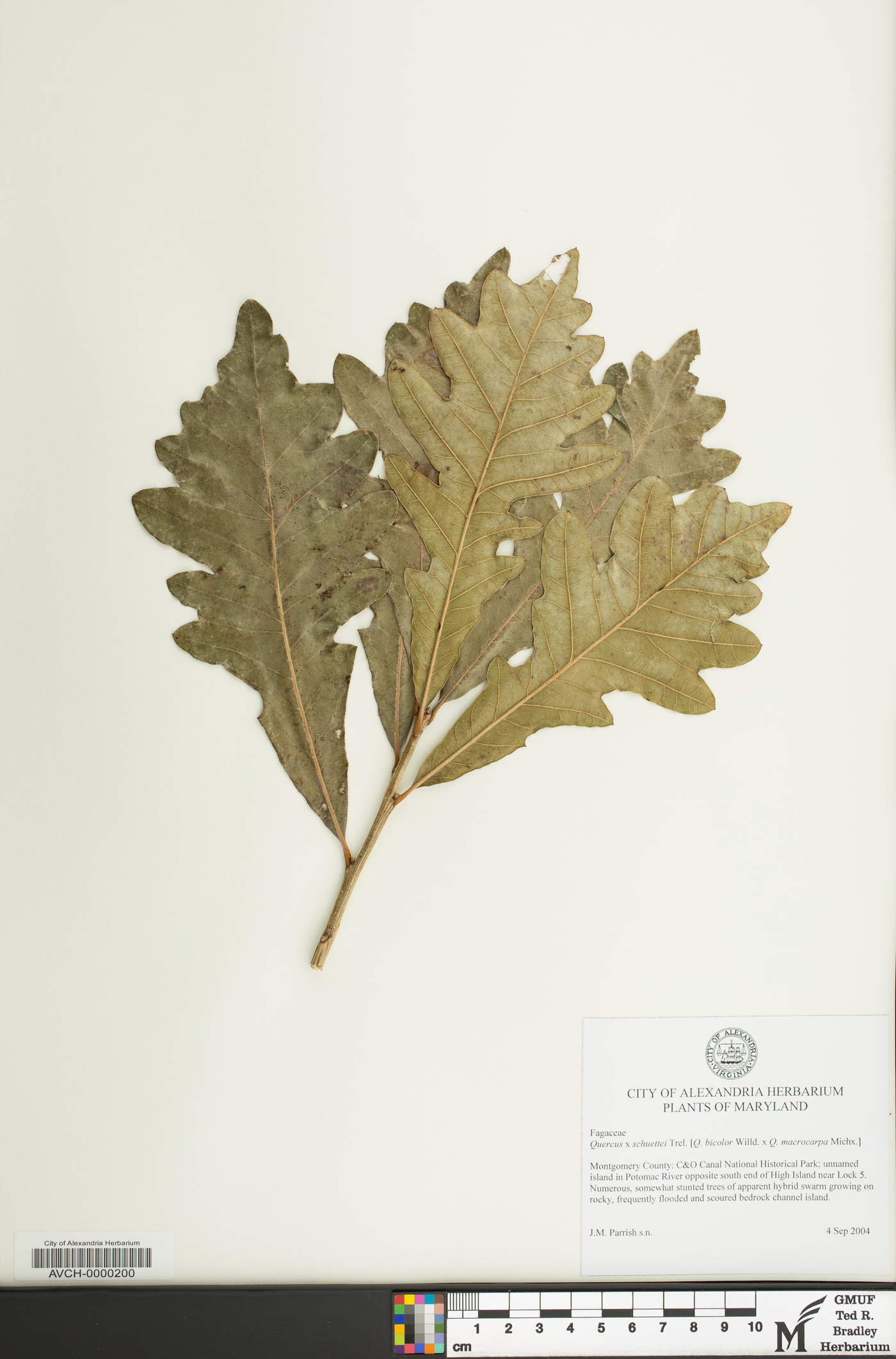 Quercus × schuettei image