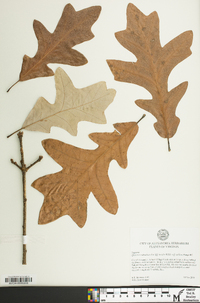 Quercus x substellata image