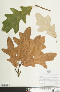 Quercus x substellata image