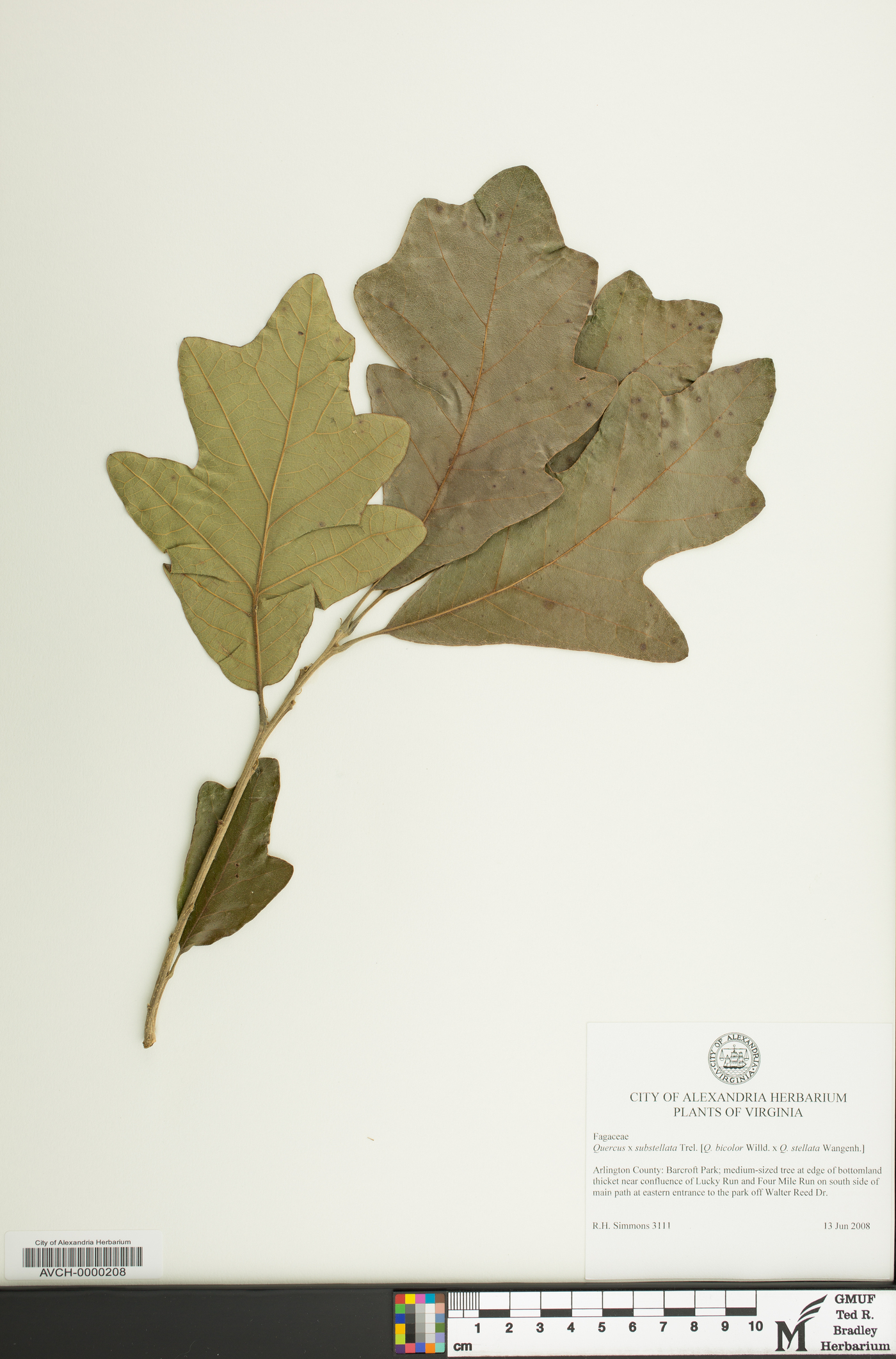 Quercus x substellata image