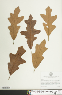 Quercus x substellata image