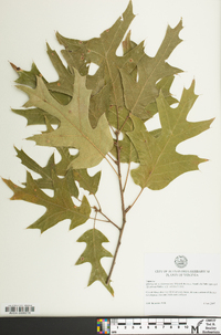 Quercus x willdenowiana image