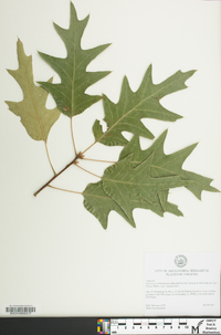 Quercus x willdenowiana image