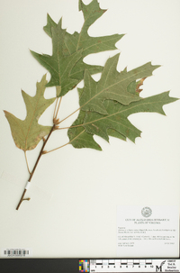 Quercus x willdenowiana image